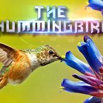 Hummingbird Game