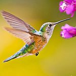 Icon Hummingbird Game APK 1.1.8